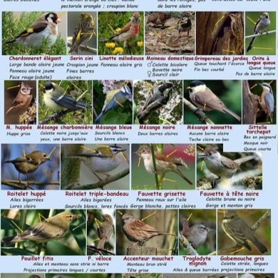 les passereaux